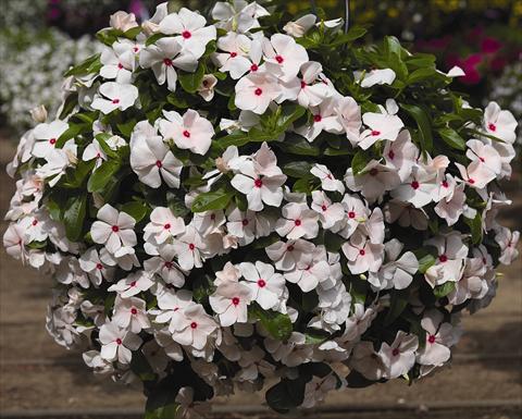 Foto de variedad de flores para ser usadas como: Maceta, planta de temporada, patio Catharanthus roseus - Vinca Cora Cascade Peach Blush