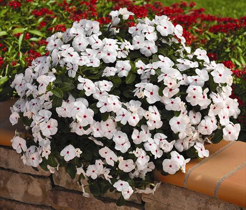 Foto de variedad de flores para ser usadas como: Maceta, planta de temporada, patio Catharanthus roseus - Vinca Cora Cascade White Polka Dot