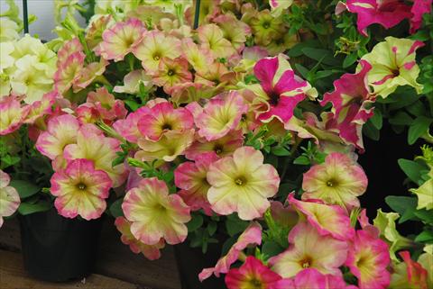 Foto de variedad de flores para ser usadas como: Maceta, planta de temporada, patio Petunia Sophistica Lime bicolor