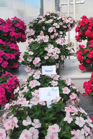 Foto de variedad de flores para ser usadas como: Maceta, planta de temporada, patio Catharanthus roseus - Vinca Boa Peach