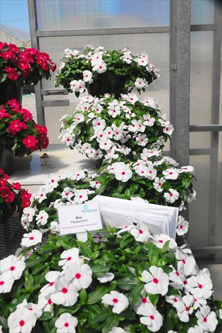 Foto de variedad de flores para ser usadas como: Maceta, patio, Tarrina de colgar Catharanthus roseus - Vinca Boa Peppermint