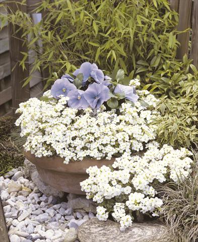 Foto de variedad de flores para ser usadas como: Maceta y planta de temporada Arabis caucasica Snowfix