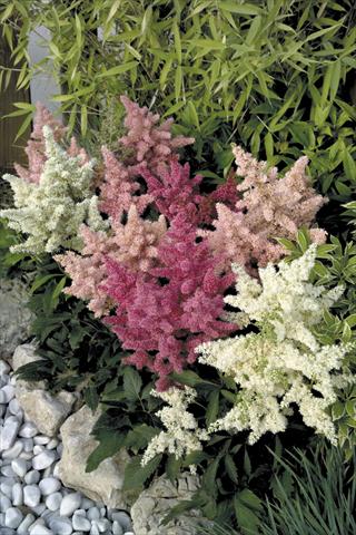 Foto de variedad de flores para ser usadas como: Maceta y planta de temporada Astilbe arendsii Astary® Mix