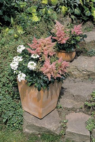 Foto de variedad de flores para ser usadas como: Maceta y planta de temporada Astilbe arendsii Astary® Pink