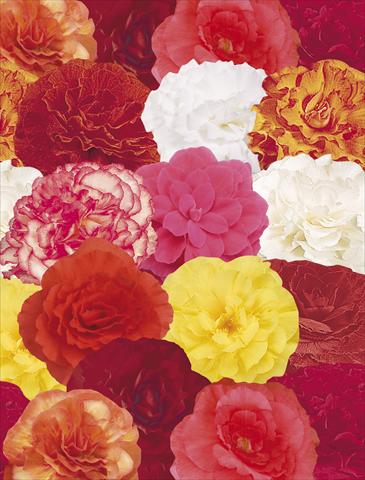 Foto de variedad de flores para ser usadas como: Maceta, planta de temporada, patio Begonia tuberosa NonStop® Mix