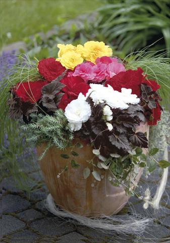 Foto de variedad de flores para ser usadas como: Maceta, planta de temporada, patio Begonia tuberosa NonStop® Mocca Mix