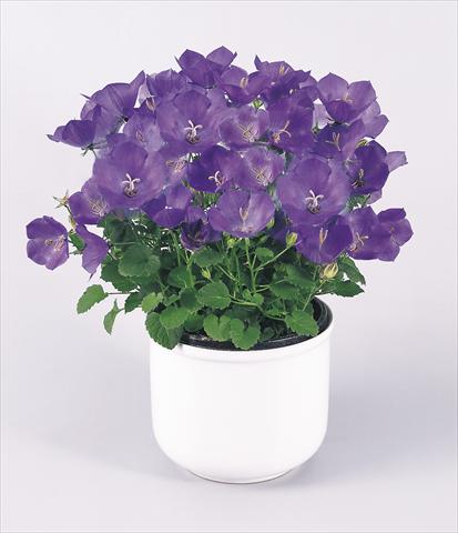 Foto de variedad de flores para ser usadas como: Maceta y planta de temporada Campanula carpatica Clips® Blue