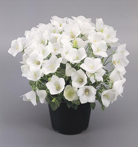 Foto de variedad de flores para ser usadas como: Maceta y planta de temporada Campanula carpatica Clips® White