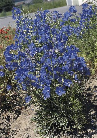 Foto de variedad de flores para ser usadas como: Maceta y planta de temporada Delphinium grandiflorum Blue Mirror
