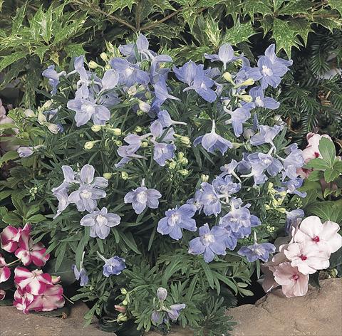 Foto de variedad de flores para ser usadas como: Maceta y planta de temporada Delphinium grandiflorum Summer Blues®