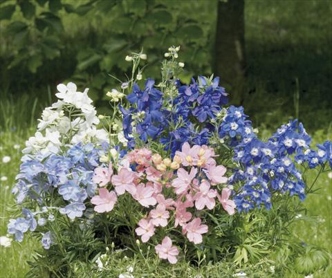 Foto de variedad de flores para ser usadas como: Maceta y planta de temporada Delphinium grandiflorum Summer Colors