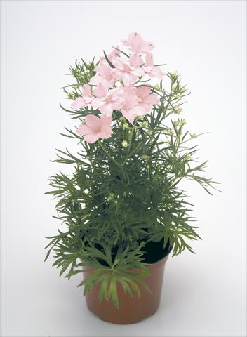Foto de variedad de flores para ser usadas como: Maceta y planta de temporada Delphinium grandiflorum Summer Morning