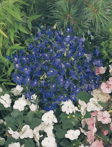 Foto de variedad de flores para ser usadas como: Maceta y planta de temporada Delphinium grandiflorum Summer Nights