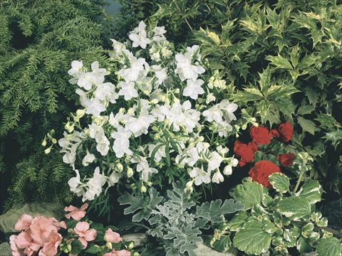 Foto de variedad de flores para ser usadas como: Maceta y planta de temporada Delphinium grandiflorum Summer Stars