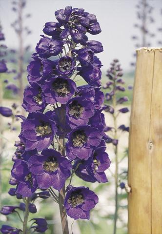 Foto de variedad de flores para ser usadas como: Maceta y planta de temporada Delphinium hybrida Benary