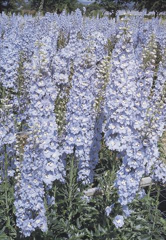 Foto de variedad de flores para ser usadas como: Maceta y planta de temporada Delphinium hybrida Benary