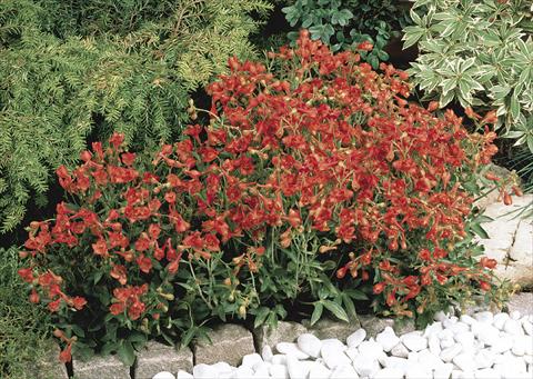 Foto de variedad de flores para ser usadas como: Maceta y planta de temporada Delphinium nudicaule Fox