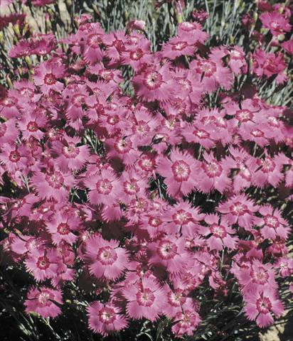 Foto de variedad de flores para ser usadas como: Maceta y planta de temporada Dianthus Grandiflorus