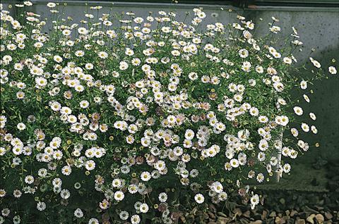 Foto de variedad de flores para ser usadas como: Maceta y planta de temporada Erigeron karvinskianus Profusion