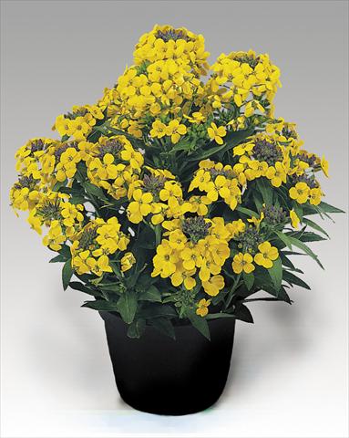 Foto de variedad de flores para ser usadas como: Maceta y planta de temporada Erysimum suffruticosum Gold Dust