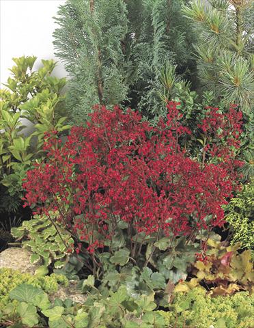 Foto de variedad de flores para ser usadas como: Maceta y planta de temporada Heuchera sanguinea Ruby Bells