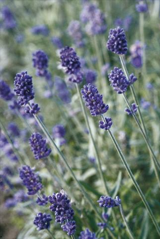 Foto de variedad de flores para ser usadas como: Maceta y planta de temporada Lavandula angustifolia Vicenza Blue