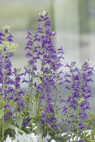 Foto de variedad de flores para ser usadas como: Maceta y planta de temporada Lobelia speciosa Fan® Blue