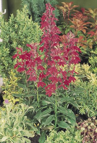 Foto de variedad de flores para ser usadas como: Maceta y planta de temporada Lobelia speciosa Fan® Burgundy