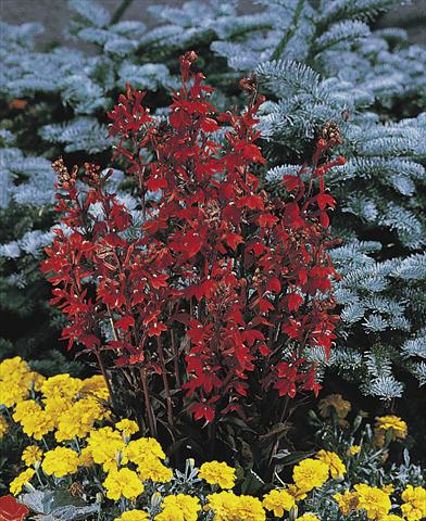 Foto de variedad de flores para ser usadas como: Maceta y planta de temporada Lobelia speciosa Fan® Scarlet