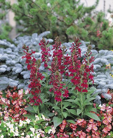 Foto de variedad de flores para ser usadas como: Maceta y planta de temporada Lobelia speciosa Compliment Deep Red
