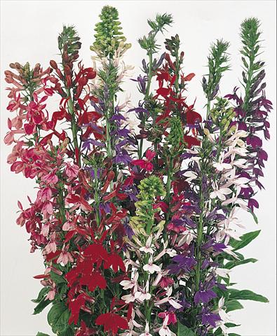 Foto de variedad de flores para ser usadas como: Maceta y planta de temporada Lobelia speciosa Compliment Mix