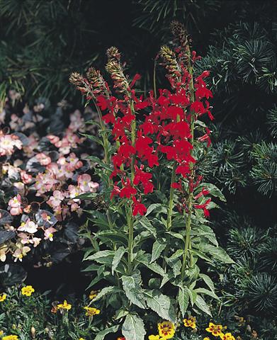 Foto de variedad de flores para ser usadas como: Maceta y planta de temporada Lobelia speciosa Compliment Scarlet