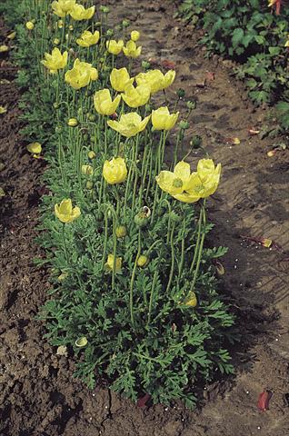Foto de variedad de flores para ser usadas como: Maceta y planta de temporada Papaver miyabeanum Pacino®