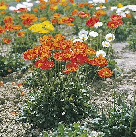 Foto de variedad de flores para ser usadas como: Planta de temporada / borde del macizo Papaver nudicaule Garden Gnome