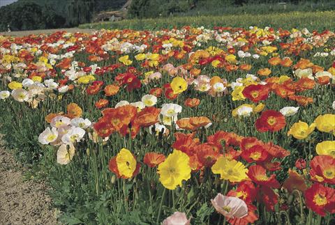 Foto de variedad de flores para ser usadas como: Maceta y planta de temporada Papaver nudicaule Partyfun