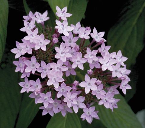 Foto de variedad de flores para ser usadas como: Maceta y planta de temporada Pentas lanceolata Northern Lights Lavender