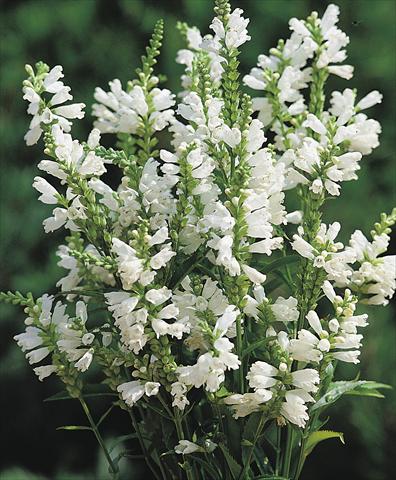 Foto de variedad de flores para ser usadas como: Maceta y planta de temporada Physostegia virginiana Crown of Snow