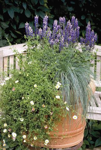 Foto de variedad de flores para ser usadas como: Maceta y planta de temporada Salvia x superba Adora Blue