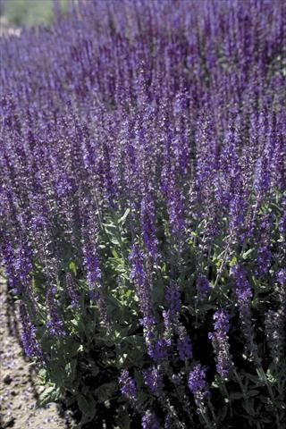 Foto de variedad de flores para ser usadas como: Planta de temporada / borde del macizo Salvia x superba Dwarf Blue Queen®