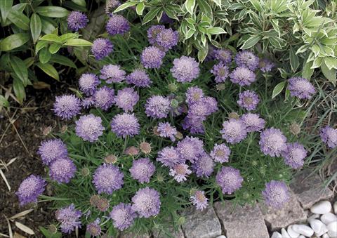 Foto de variedad de flores para ser usadas como: Maceta y planta de temporada Scabiosa japonica var alpina Ritz blue