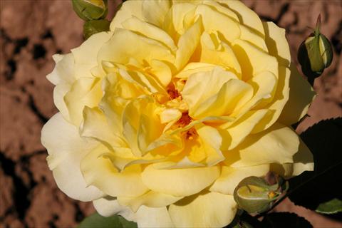 Foto de variedad de flores para ser usadas como: Planta de temporada / borde del macizo Rosa Tea Banzai®