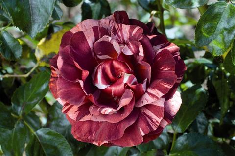 Foto de variedad de flores para ser usadas como: Planta de temporada / borde del macizo Rosa rampicante GP Brownie®