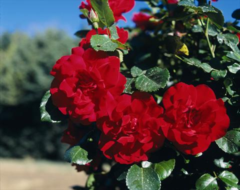 Foto de variedad de flores para ser usadas como: Planta de temporada / borde del macizo Rosa rampicante GP Negresco®