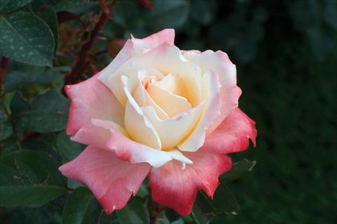 Foto de variedad de flores para ser usadas como: Planta de temporada / borde del macizo Rosa Tea Laetitia Casta®