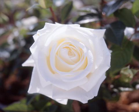 Foto de variedad de flores para ser usadas como: Planta de temporada / borde del macizo Rosa Tea Metropolitan®