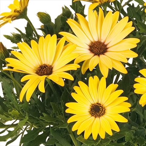 Foto de variedad de flores para ser usadas como: Maceta y planta de temporada Osteospermum Margarita fides® Yellow Imp