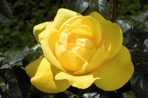 Foto de variedad de flores para ser usadas como: Planta de temporada / borde del macizo Rosa Tea Pacific Sunset®