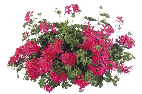 Foto de variedad de flores para ser usadas como: Maceta, planta de temporada, patio Pelargonium peltatum Grand Idols® Neon