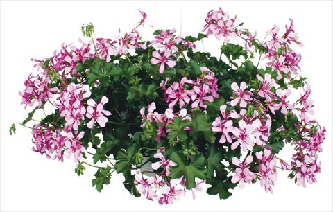 Foto de variedad de flores para ser usadas como: Maceta, patio, Tarrina de colgar Pelargonium peltatum Grand Idols® Pink