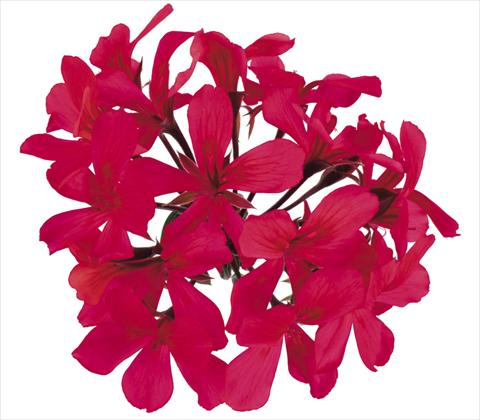 Foto de variedad de flores para ser usadas como: Maceta, planta de temporada, patio Pelargonium peltatum Grand Idols® Purple
